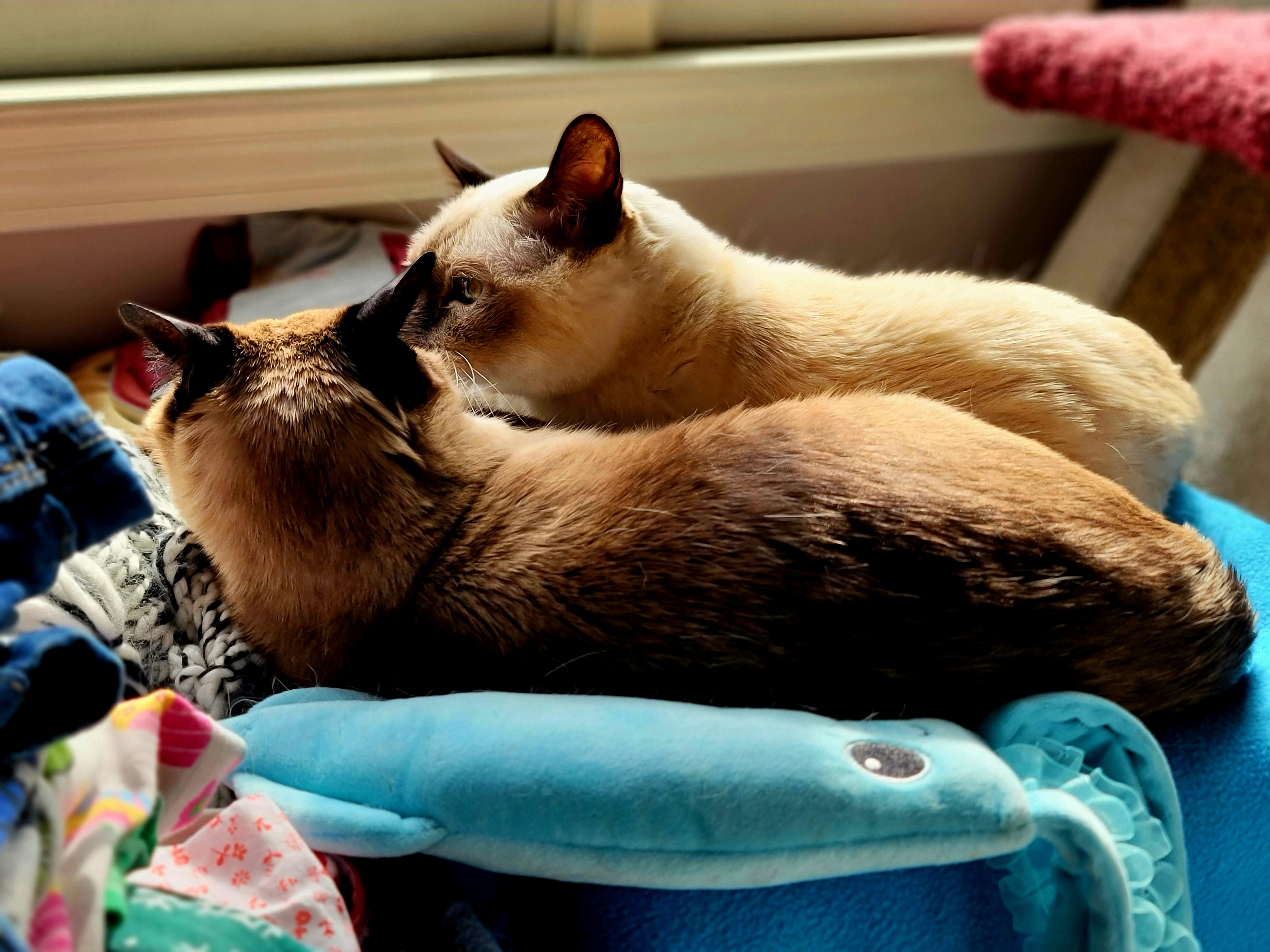 Boris and Natasha